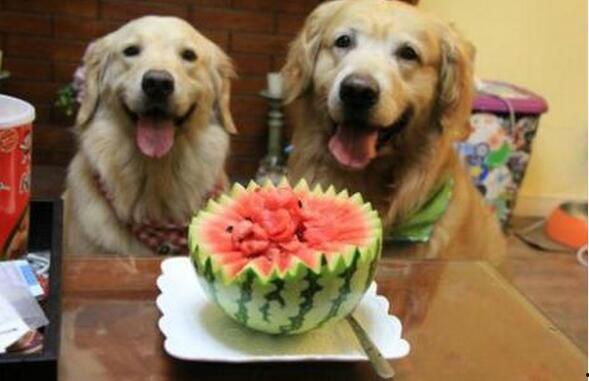 吃瓜狗t恤,吃瓜狗T恤带你清凉一夏