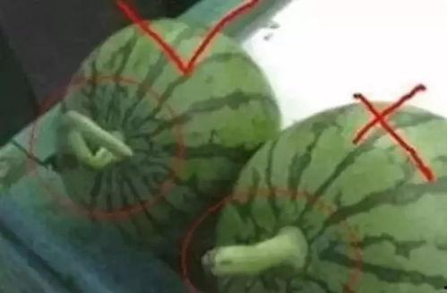 用纸做吃瓜神器视频,创意视频带你体验纸的趣味食趣