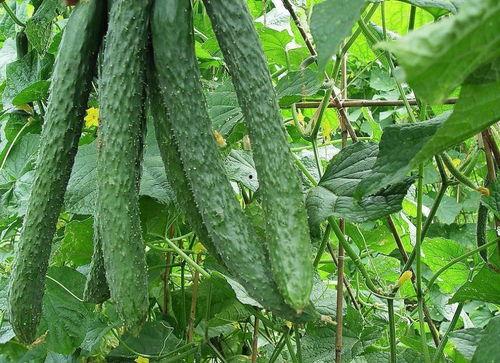 想要每天吃瓜,揭秘娱乐圈新鲜事