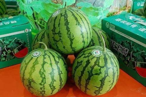 菏泽郭大毛吃瓜,一场引发热议的网络狂欢