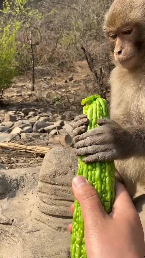 猴子吃瓜声音版本,趣味横生演绎夏日狂欢