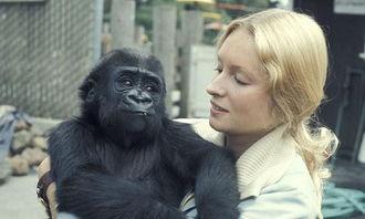 吃瓜女孩大猩猩,揭秘网络红人的奇幻之旅