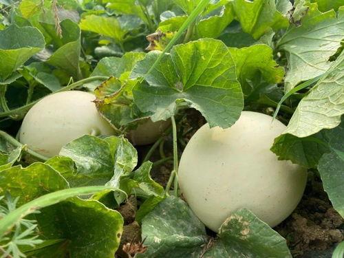 荣儿在线吃瓜,揭秘娱乐圈幕后风云