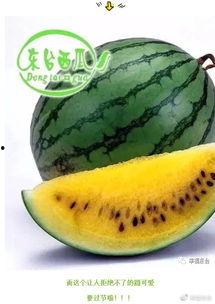 吃瓜开摆,揭秘网络时代的娱乐心态与生活态度