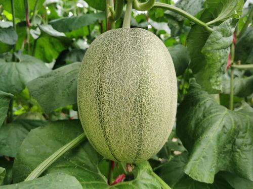 吃蜜瓜口疼,揭秘吃蜜瓜口疼的真相