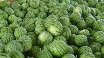 瓜在地里吃西瓜,揭秘在地里吃西瓜的独特体验