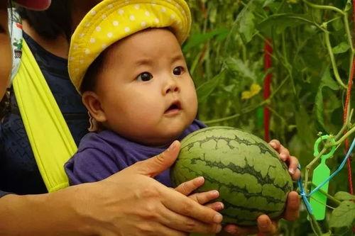 吃瓜金提莫,揭秘娱乐圈的甜蜜瓜田