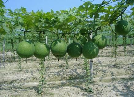 瓜萎叶咋吃,瓜萎叶的多样食用方法探索