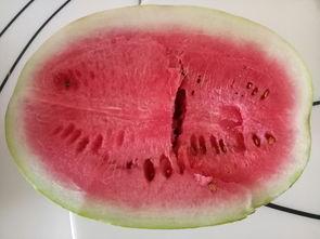 吃瓜在自家,揭秘瓜农的日常