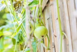 老年人吃葫芦瓜,老年人的健康养生佳品
