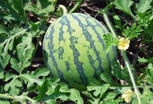 吃辣的瓜,舌尖上的刺激之旅