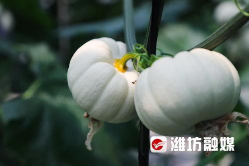 潍坊最新吃瓜视频,揭秘街头奇闻轶事