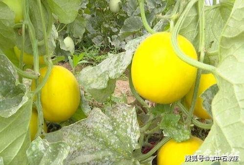 夏天吃瓜好去处,瓜果飘香，清凉一夏